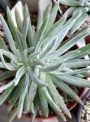 Дудлея (Dudleya virens ssp. hassei)