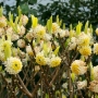 Едгевортия (Edgeworthia chrysantha grandiflora)