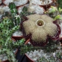 Едитколея грандис (Edithcolea grandis)