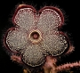 Едитколея грандис (Edithcolea grandis)