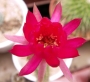 Ехиноцереус (Echinocereus reichenbachii)