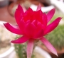 Ехиноцереус (Echinocereus reichenbachii)