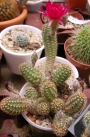Ехиноцереус (Echinocereus reichenbachii)
