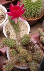 Ехиноцереус (Echinocereus reichenbachii)