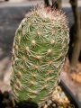 Ехиноцереус (Echinocereus rigidissimus)