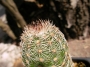 Ехиноцереус (Echinocereus rigidissimus)