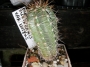 Ехиноцереус (echinocereus subinermis var luteus)