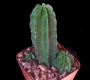 Ехиноцереус (Echinocereus viereckii morricalii)