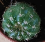 ехинокактус echinocactus