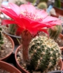 Ехинопсис, червен (Echinopsis)