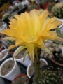 Ехинопсис жълт (Echinopsis)