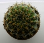 Ехинопсис (Echinopsis)