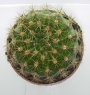 Ехинопсис (Echinopsis)