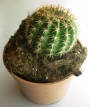 Ехинопсис (Echinopsis)