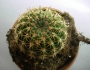 Ехинопсис (Echinopsis)