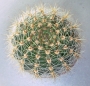 Ехинопсис (Echinopsis)