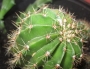 Ехинопсис (Echinopsis Multiplex)
