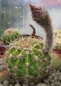Ехинопсис (Echinopsis Multiplex)