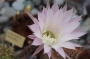 Ехинопсис (Echinopsis Multiplex)
