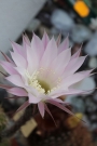 Ехинопсис (Echinopsis Multiplex)