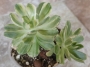 Еониум (Aeonium decorum variegata)