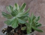 Еониум (Aeonium decorum variegata)
