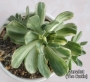 Еониум (Aeonium decorum variegata)