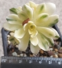 Еониум (Aeonium decorum variegata)