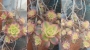 Еониум (Aeonium decorum variegata, Aeonium kiwionium)