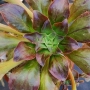 Еониум (Aeonium goochiae x holochrysum)
