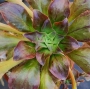 Еониум (Aeonium Halloween)