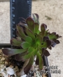 Еониум (Aeonium schwarzkopf cristata)