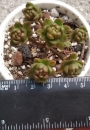 Еониум (AEONIUM SEDIFOLIUM)