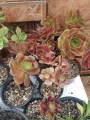 Еониум (Aeonium sp.)