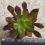 Еониум (Аеonium sp. Aeonium valverdense)