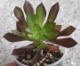 Еониум (Аеonium sp. Aeonium valverdense)