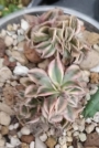 Еониум (Aeonium Sunburst cristata variegated)
