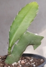 Епифилум, горски кактус, кактус орхидея (Epiphyllum Nocturne)