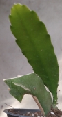 Епифилум, горски кактус, кактус орхидея (Epiphyllum Nocturne)