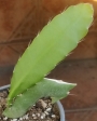 Епифилум, горски кактус, кактус орхидея (Epiphyllum Nocturne)