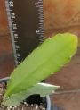 Епифилум, горски кактус, кактус орхидея (Epiphyllum Nocturne)