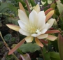 Епифилум, горски кактус, кактус орхидея (Epiphyllum Golden Fleece)