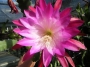 Епифилум, горски кактус, кактус орхидея (Epiphyllum Nocturne)