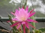 Епифилум, горски кактус, кактус орхидея (Epiphyllum Nocturne)
