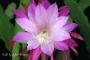 Епифилум, горски кактус, кактус орхидея (Epiphyllum Nocturne)