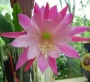 Епифилум, горски кактус, кактус орхидея (Epiphyllum Nocturne)