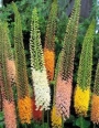Еремурус (Eremurus)