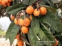 Ериоботрия, Малтийска слива, Японска мушмула, семена (Eriobotrya japonica)
