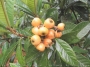 Ериоботрия, Малтийска слива, Японска мушмула, семена (Eriobotrya japonica)
