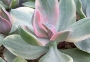 Ешеверия декора вариегата (Echeveria Decora variegata)